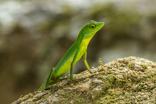 A Gunung Raya Green Crested Lizard (Bronchocela rayaensis) on a mossy rock