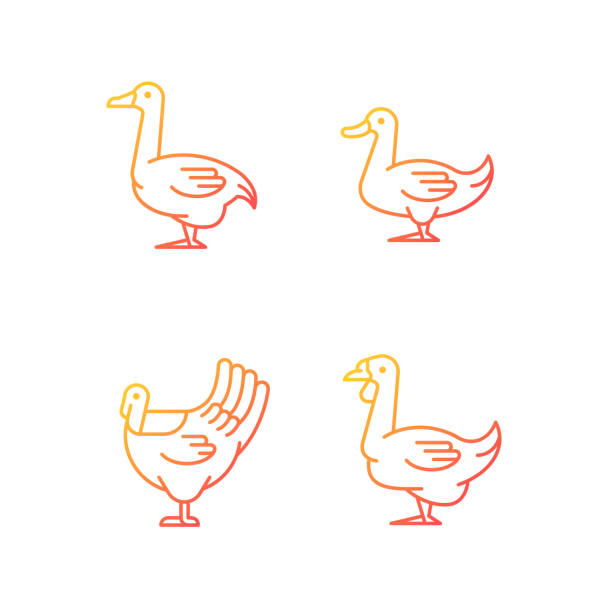 ilustrações de stock, clip art, desenhos animados e ícones de waterfowl gradient linear vector icons set - packing duck