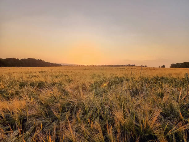istock Wheat field at sunset. Sunset over a wheat field. 1346187651