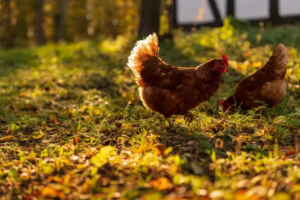 Photo of Happy free range hen walking across a sunlit meadow in the morning looking for something to eat. Warm golden sunlight. Low angle view, side view.