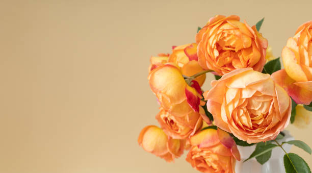 istock Beautiful rose flowers in modern vase 1346187855