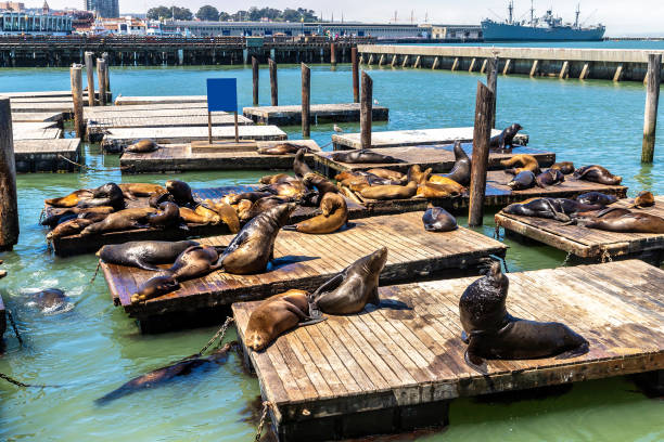istock Sea lions at Pier 39 in San Francisco 1346188420
