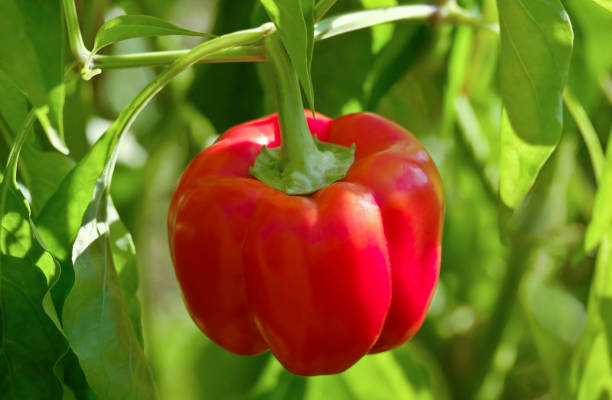 Red bell pepper stock photo