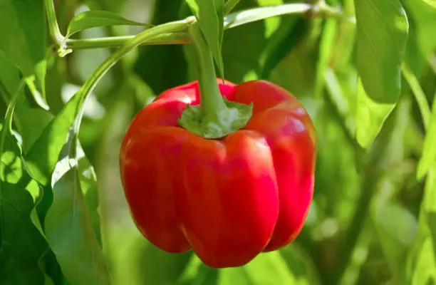 Organically grown red bell pepper (urban gardening)