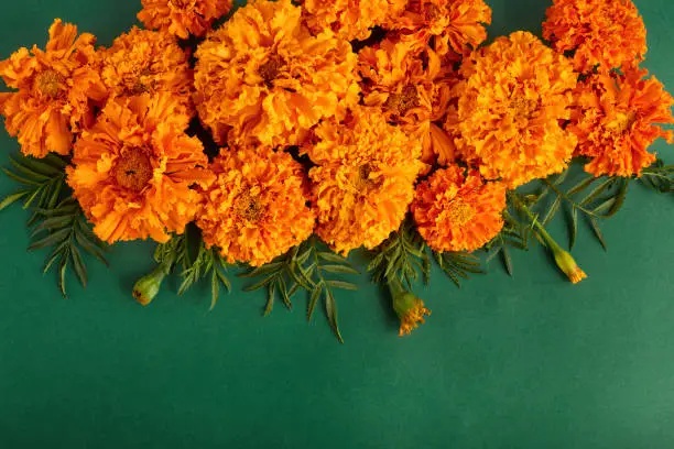 fall frame of orange-red flowers on a dark green background. simple flat lay with place for text. invitation for autumn holidays.