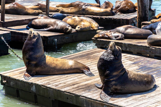 istock Sea lions at Pier 39 in San Francisco 1346189833