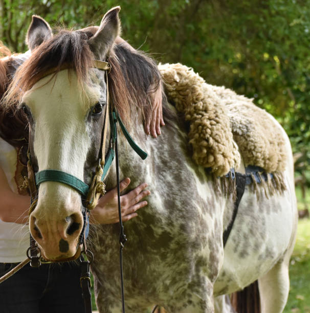 istock Close-up of a horse 1346195038