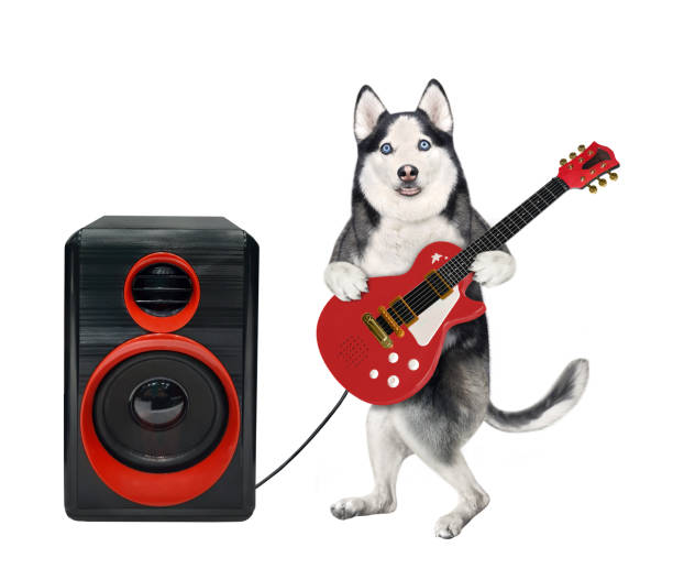 istock Dog husky plays guitar near loudspeaker 1346197208