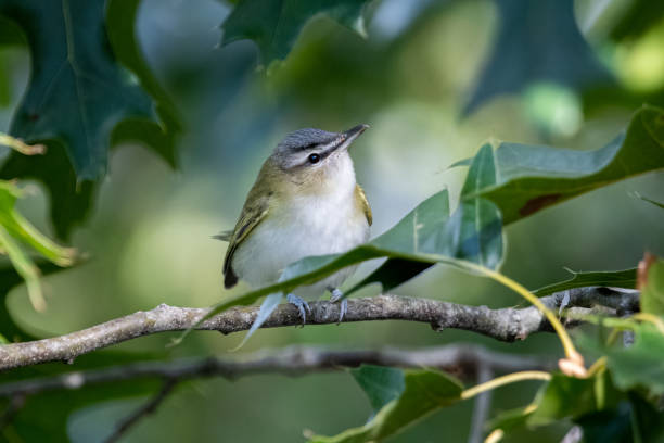 Red-eyed Vireo