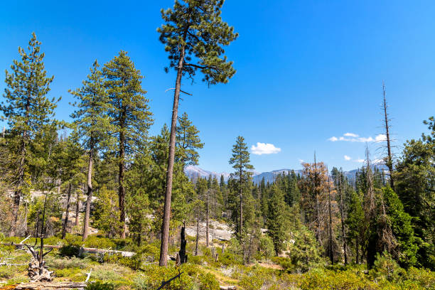 istock Sequoia National Park in California 1346197414
