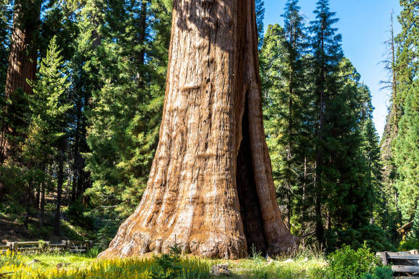 istock Sequoia National Park in California 1346197649