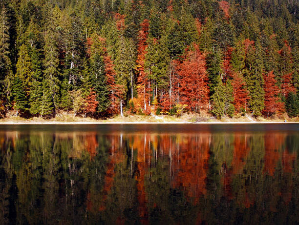 istock Pine colorful forest, in autumn, with reflection in mountain lake 1346198567