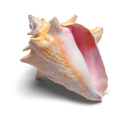 Large Conch Shell Front View Cut Out on White.
