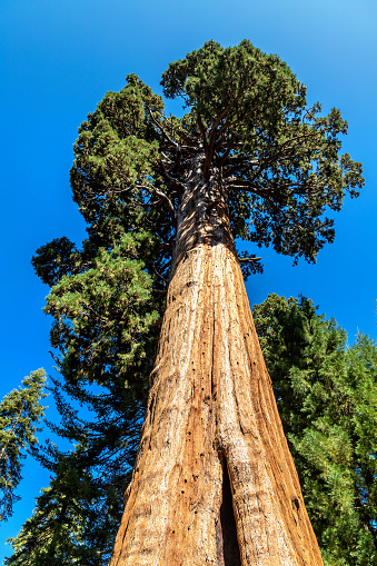 Giant Sequoia in Sequoia National Park in California, USA