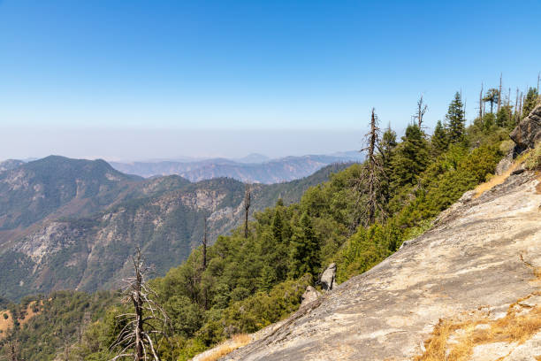 Giant Sequoia in Sequoia National Park in California, USA
