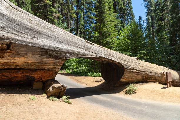 Tunnel log in Sequoia National Park in California, USA