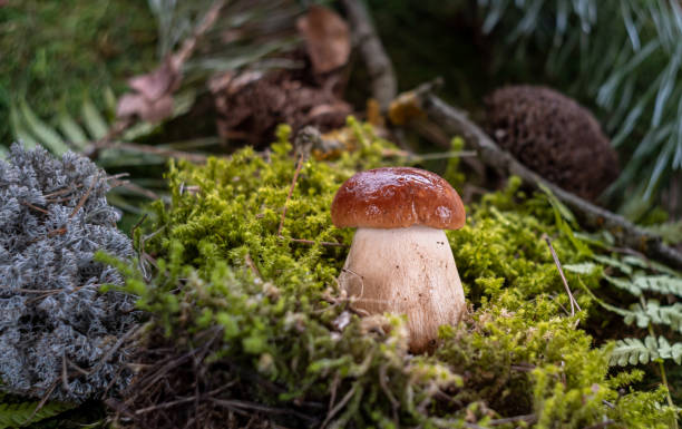 istock Boletus edulis among the moss in the forest 1346201533