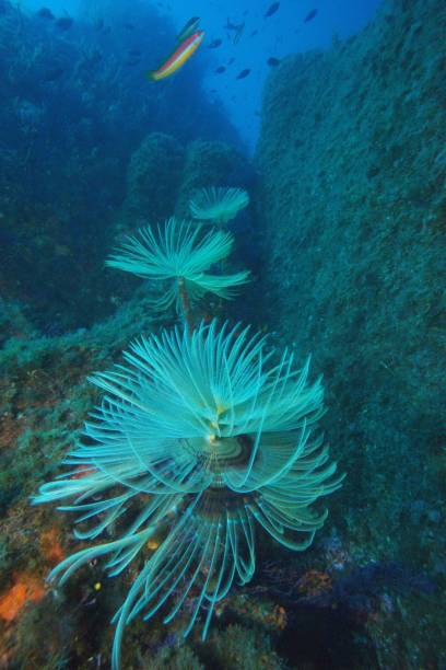 Spiral tube-worm in the Mediterranean Sea stock photo