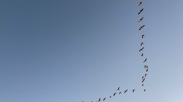 Canada Geese Flying in V Formation