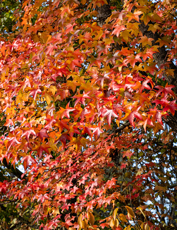 Multicolored red and yellow leaves of Liquidambar styraciflua, commonly called American sweetgum (Amber tree) against blurred background of green leaves of deciduous trees. Selective focus. Close-up.