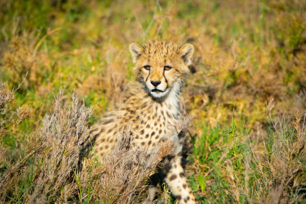 Close up of a 6 week old baby cheetah