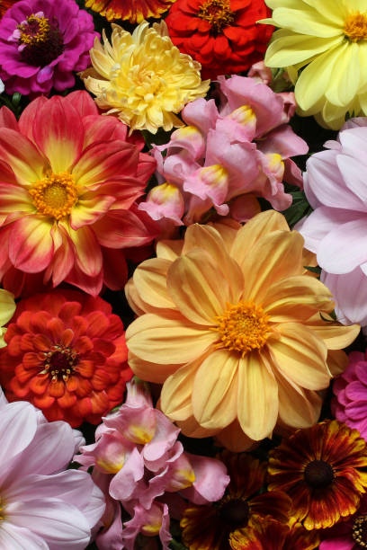 istock dahlias and snapdragons as a floral background 1346205323