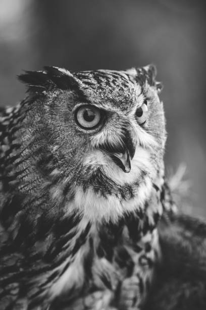 istock Portrait of Iberian eagle-owl. 1346206111