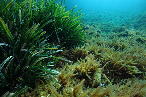 The Mediterranean seagrass (Posidonia oceanica) and the invasive red seaweed (Asparagopsis armata) in La Ciotat (South of France).