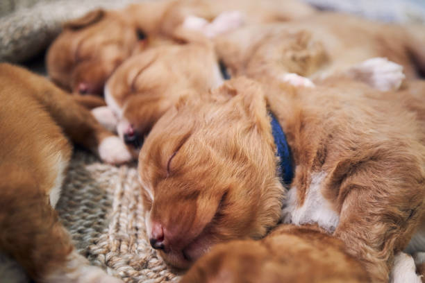 Cute dogs sleeping on blanket at home"n stock photo