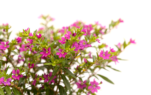 Purple flowers of Cuphea hyssopifolia, the false heather, isolated on white background