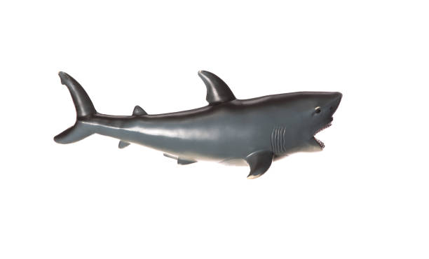 istock toy plastic shark isolated on white background 1346208630