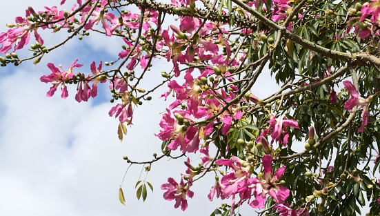 Pink flowers of Ceiba speciosa, silk floss tree, natural macro floral background