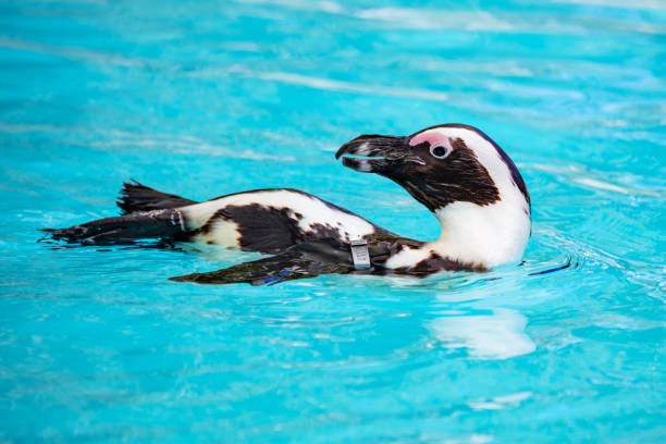 pingüino africano. pájaro y aves. mundo acuático y fauna. vida silvestre y zoología. - jackass penguin penguin zoo swimming animal fotografías e imágenes de stock