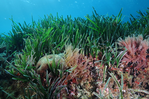 Seagrasses Underwater Sea life   Scuba diver point of view  Sea grass Posidoniaceae