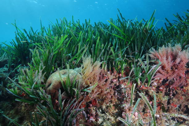The seagrass posidonia and the red seaweed in the Mediterranean Sea stock photo