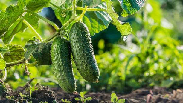 Two cucumbers ripen on a bed in the sun stock photo