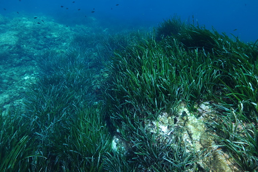 A Mediterranean seagrass meadow (Posidonia oceanica) in the South of France.