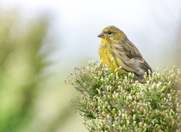 European serin Serinus serinus Serin (Serinus serinus) perching on top of flowering horse-weed plant streaked plumage and yellow chest feathers serin stock pictures, royalty-free photos & images