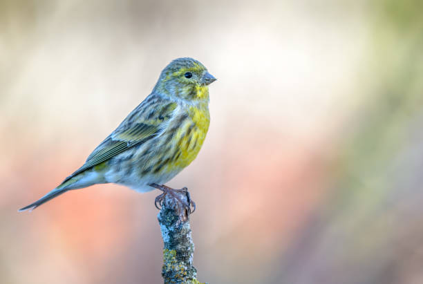 European serin (Serinus serinus Serin Serinus serinus small finch streaked plumage with yellow chest perched on branch side view serin stock pictures, royalty-free photos & images