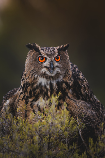 Portrait of  eurasian eagle-owl \nor  Iberian eagle-owl,  the larger owl. The Eurasian eagle-owl is largely nocturnal in activity, as are most owl species, with its activity focused in the first few hours after sunset and the last few hours before sunrise.