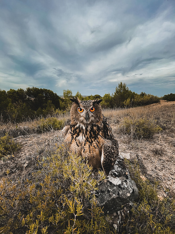 Portrait of  eurasian eagle-owl \nor  Iberian eagle-owl,  the larger owl. The Eurasian eagle-owl is largely nocturnal in activity, as are most owl species, with its activity focused in the first few hours after sunset and the last few hours before sunrise.