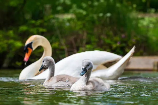 Cygnets of mute swans, cygnus olor