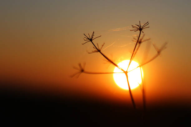 Plant during the sunset close up