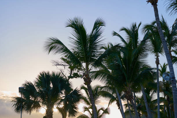 istock Tropical palm trees against the blue sky. 1346216890