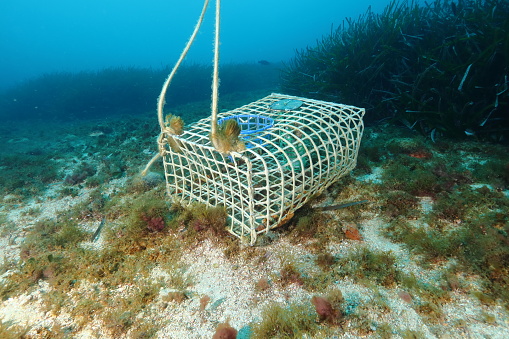 A lobster pot in the French Mediterranean Sea