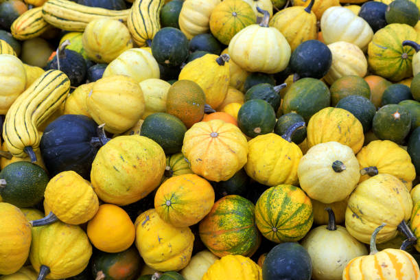 istock Thanksgiving Winter Squash Food 1346220301