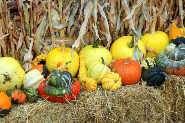 istock Thanksgiving Winter Squash Food 1346220621