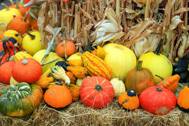 istock Thanksgiving Winter Squash Food 1346220698