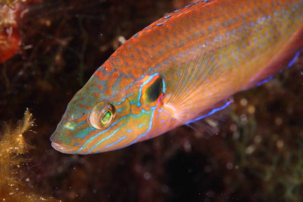 Ocellated wrasse in the Mediterranean Sea stock photo