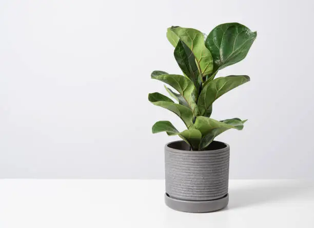ficus lirata bambino tropical  plant in a concrete  pot on a gray background. Scandinavian style. Front view and copy space.